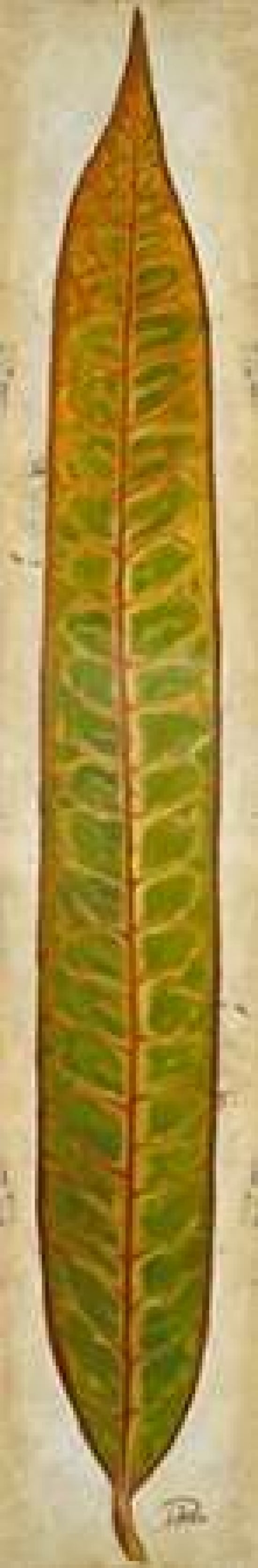 Crotos II Canvas Art - Patricia Pinto (12 x 36)