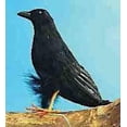 thumbnail image 1 of Crow (aka "Halloween Eagle") Halloween Accessory, 1 of 2
