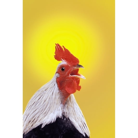 Crowing rooster;British columbia canada Poster Print (12 x 19)