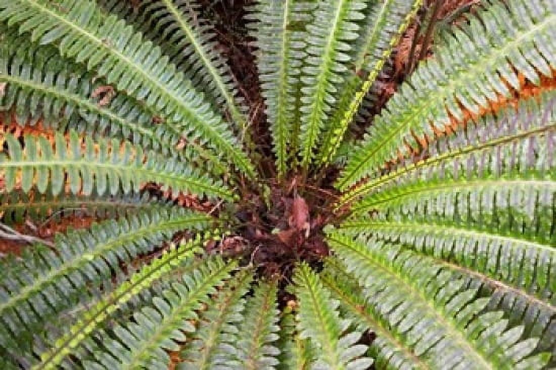 Crown Fern Puipui West Coast South Island New Zealand Canvas Art - David Wall DanitaDelimont (34 x 23)