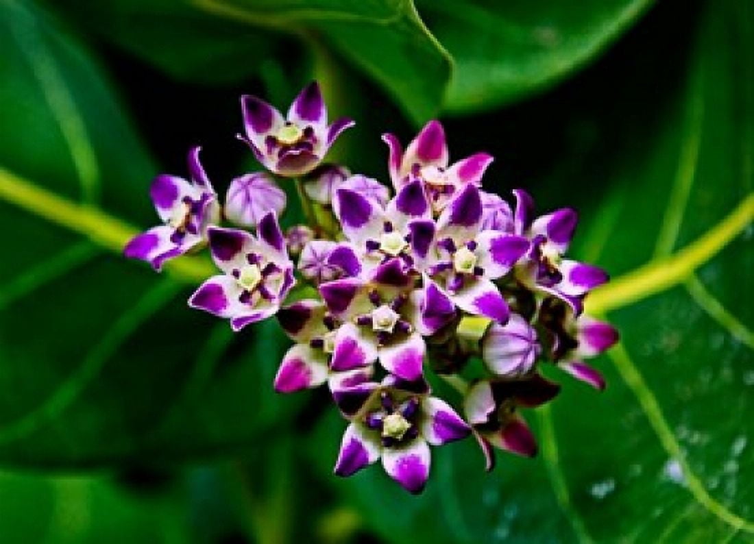 Crown Flower in Virgin Gorda British Virgin Islands Canvas Art - Joe Restuccia III DanitaDelimont (30 x 22)