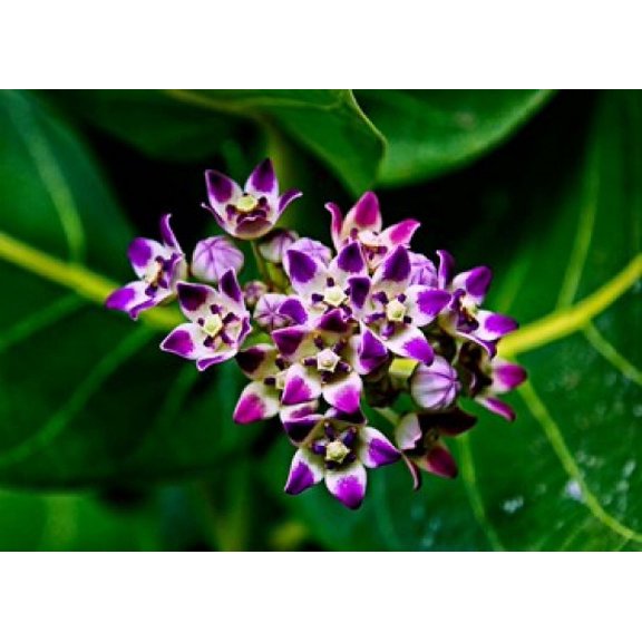 Crown Flower in Virgin Gorda British Virgin Islands Canvas Art - Joe Restuccia III DanitaDelimont (30 x 22)