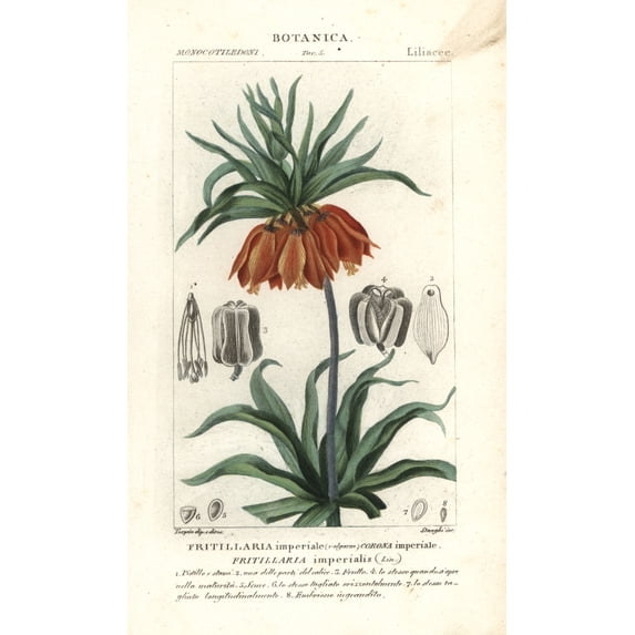Crown Imperial, Fritillaria Imperialis Poster Print By ® Florilegius Mary Evans (18 X 24)
