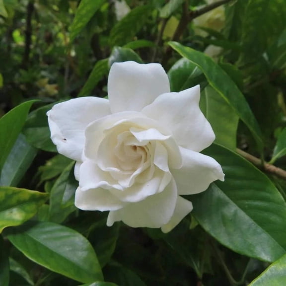 Crown Jewel Gardenia - Gardenia 'Crown Jewel'
