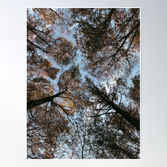 Crown Shyness: A Dance Of Forest Light Poster Wall Art, Modern Wall Decor, 16x24 UNFRAMED