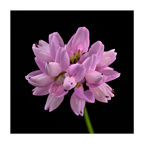 Crown Vetch - Photography Flowers Floral Botanical Nature Garden Pastel Minimalist Unframed Wall Art Print 6 x 6 inches