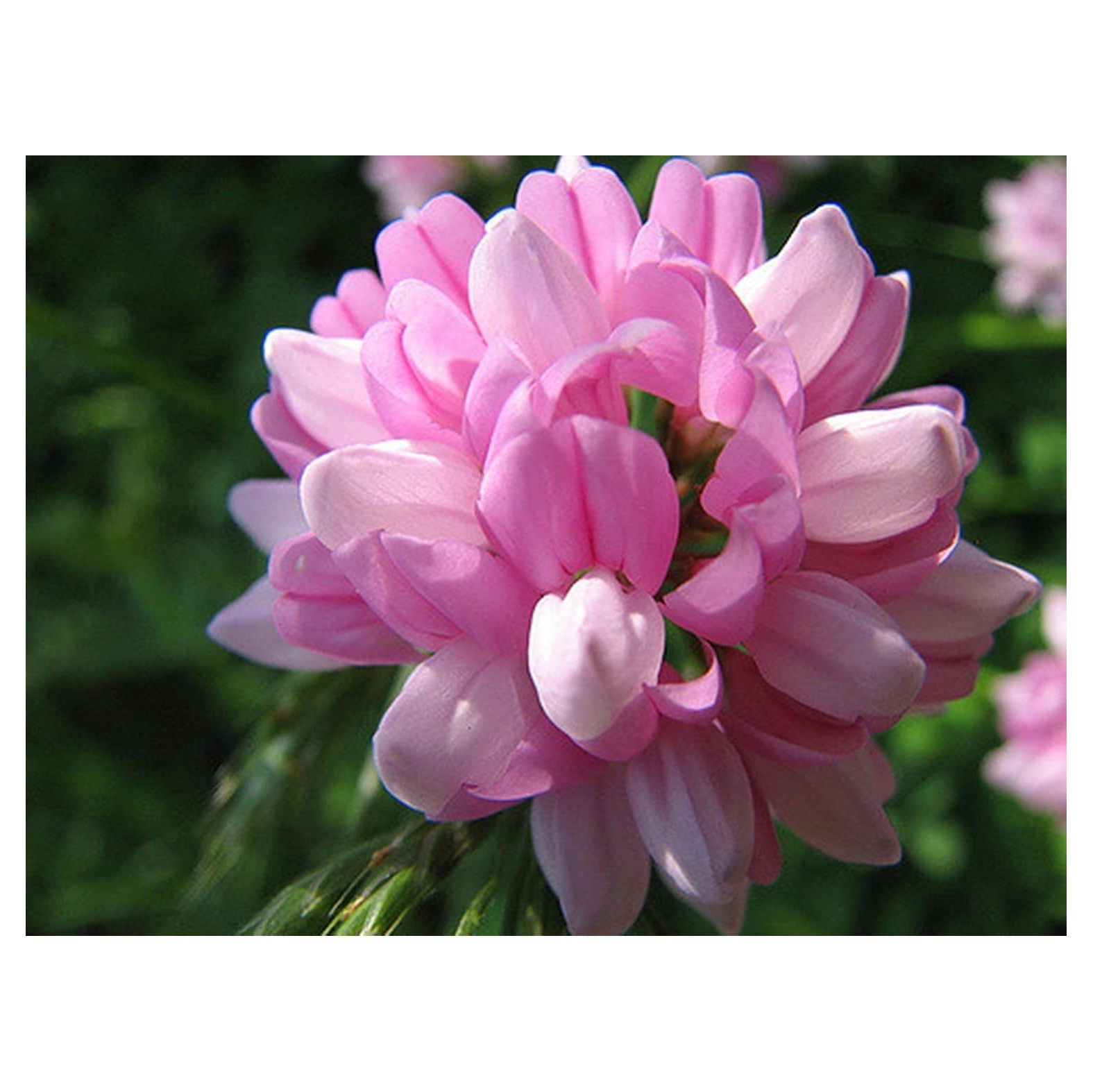 Crown Vetch Seed - 1 lb Bag - Walmart.com