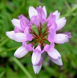 Crown Vetch Seed - 10 Lbs.