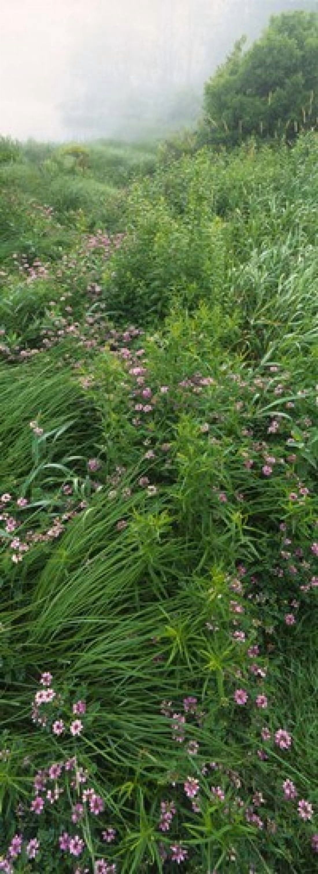 Crown Vetch flowers Herrington Manor State Park Maryland USA Canvas Art - Panoramic Images (18 x 7)