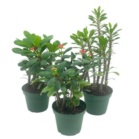 Crown of Thorns, Euphorbia milii Assortment, Set of 3 in 4 inch pots, Crown-of-Thorns Plant, Christ Thorn
