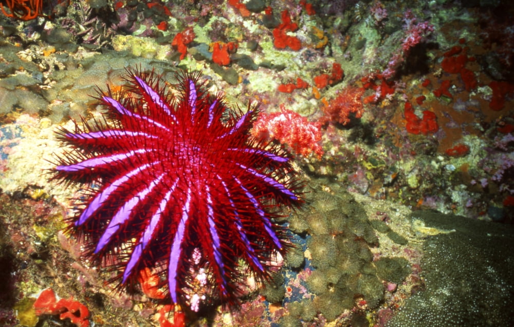 Crown of Thorns starfish Thailand Canvas Art - Beverly FactorStocktrek Images (18 x 12)