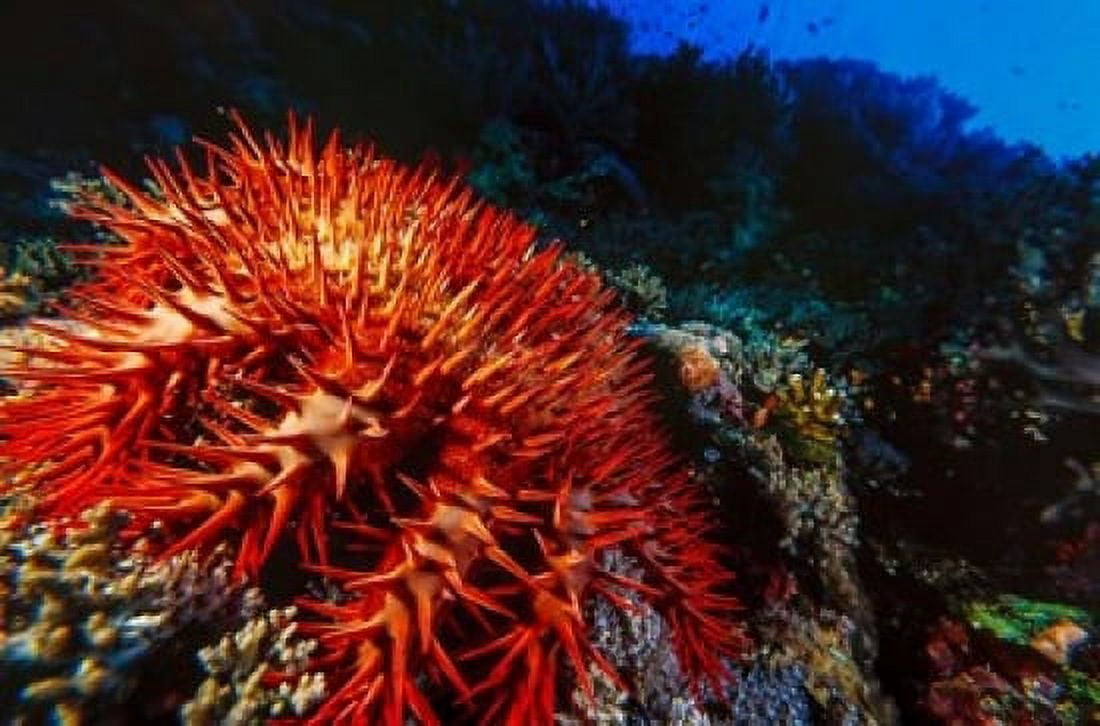 Crown-of-thorns starfish at Daedalus Reef Red Sea Egypt Canvas Art - Ali Kabas DanitaDelimont (17 x 11)