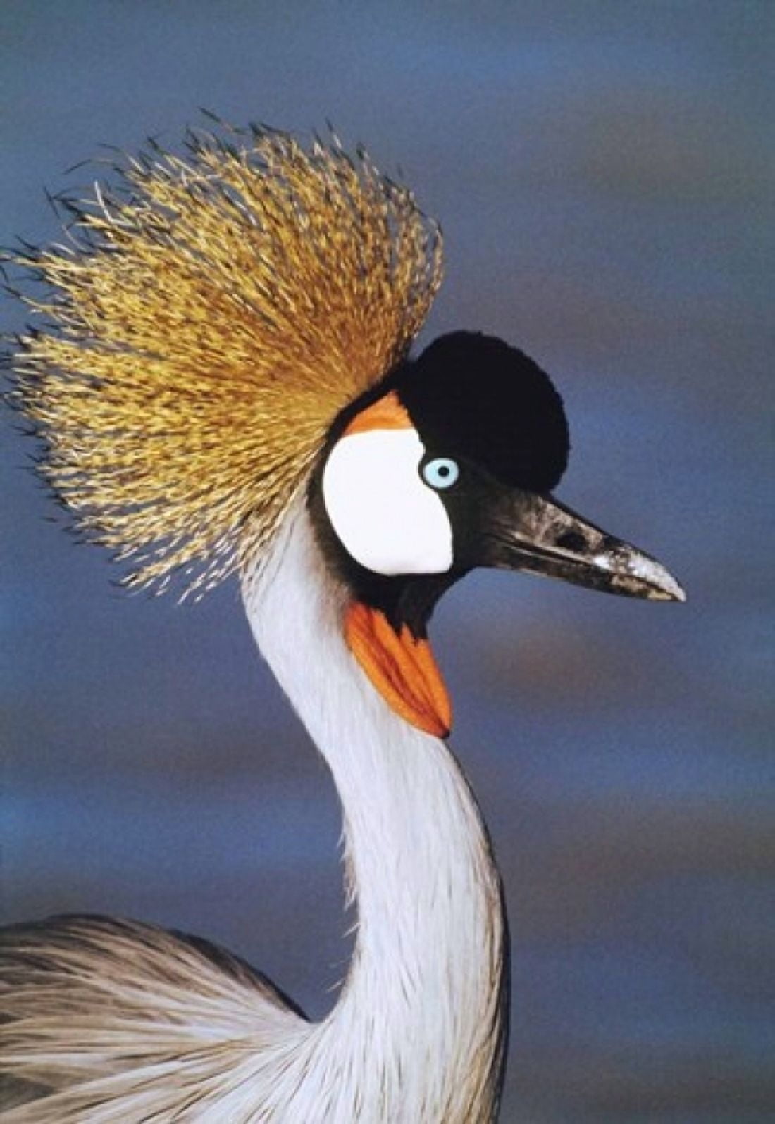Crowned Crane Tanzania Africa Canvas Art - Panoramic Images (17 x 24)