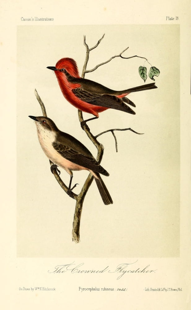 Crowned Flycatcher Canvas Art - WE Hitchcock (18 x 24)