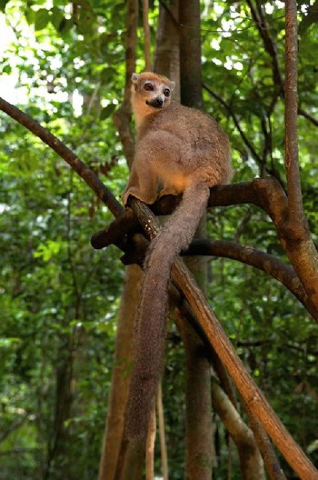 Crowned Lemur (Eulemur coronatus) Ankarana National Park Northern Madagascar Canvas Art - Andres Morya Hinojosa DanitaDelimont (19 x 29)