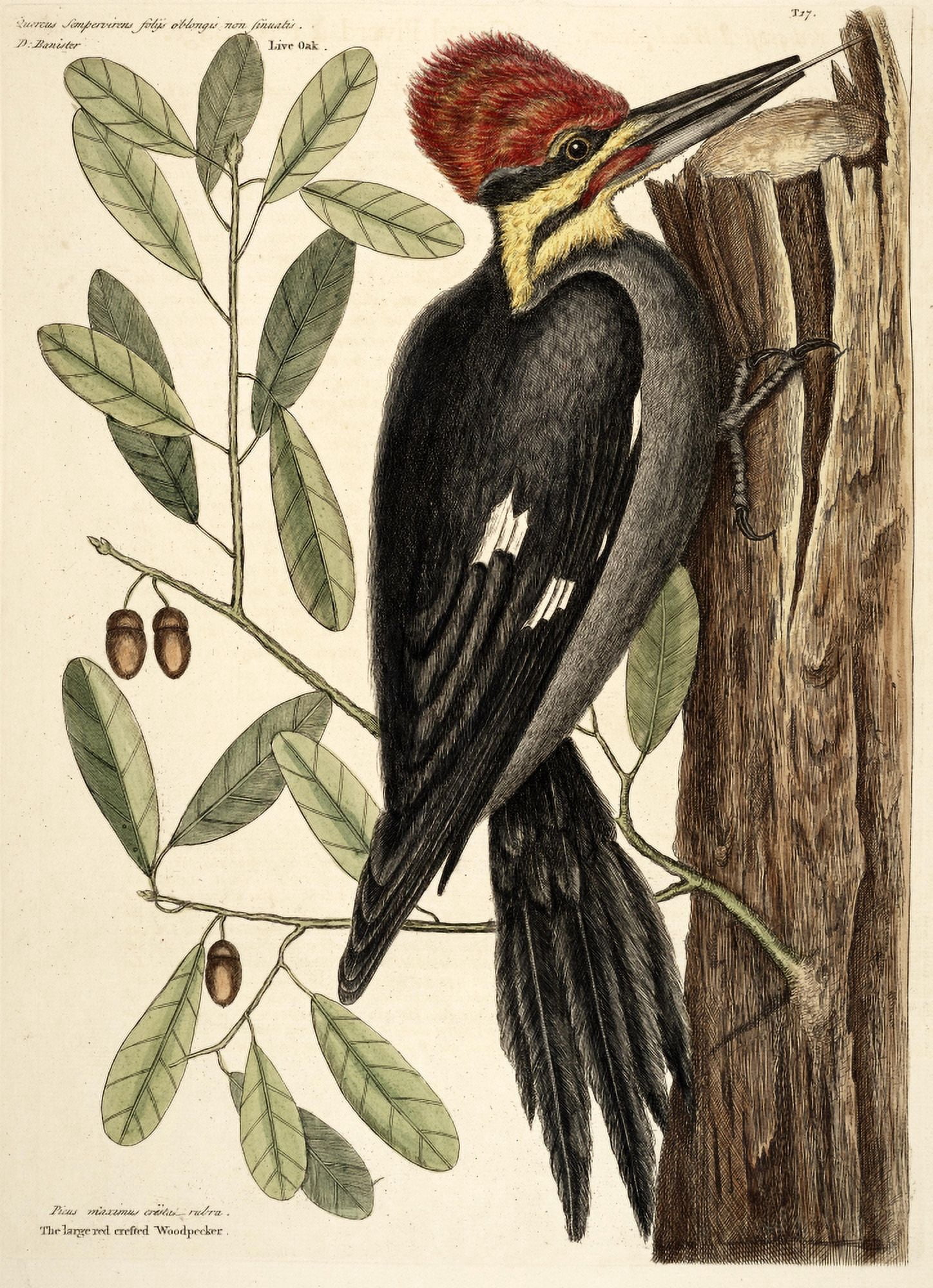 Crstd Woodpecker Canvas Art - Mark Catesby (18 x 24)