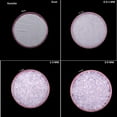 thumbnail image 1 of Crushed Pink Kunzite Coarse Gemstone Powder All Size Premium Crushed Stone Inlay For Kunzite Powder Crushed Birthstone Powder Woodwork Inlay Dust Powder 50 Gram ( 1.76 OZ ), 1 of 2