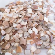 Crush Shell Crushed Shells Crafts