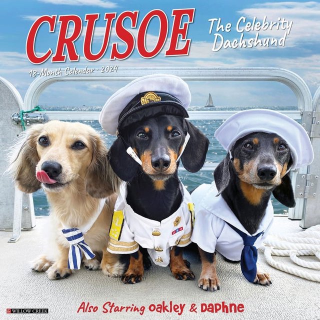 Crusoe the Celebrity Dachshund 2024 12 X 12 Wall Calendar (Other