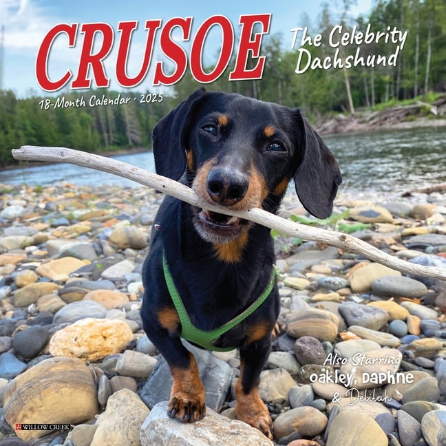 Crusoe the Celebrity Dachshund 2026 7 X 7 Mini Wall Calendar, (Hardcover)