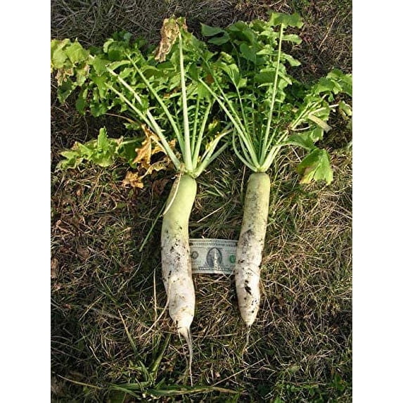 Crust Buster Radish Seeds - 100+ Seeds - Cover Crop Radishes - Natures ...