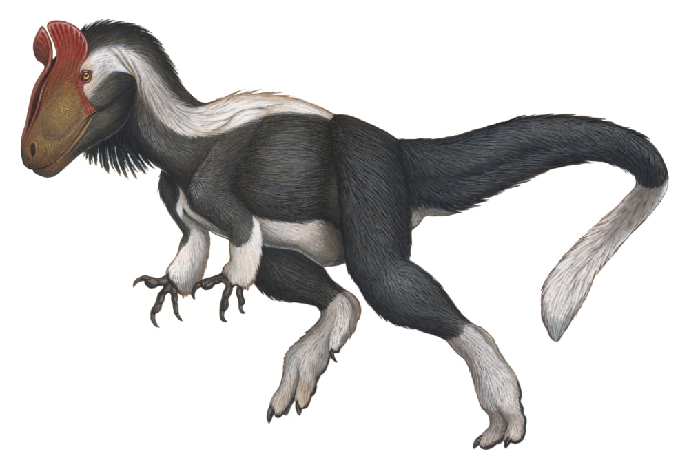Cryolophosaurus a large theropod that lived during the Jurassic Period Canvas Art - H Kyoht LutermanStocktrek Images (34 x 24)