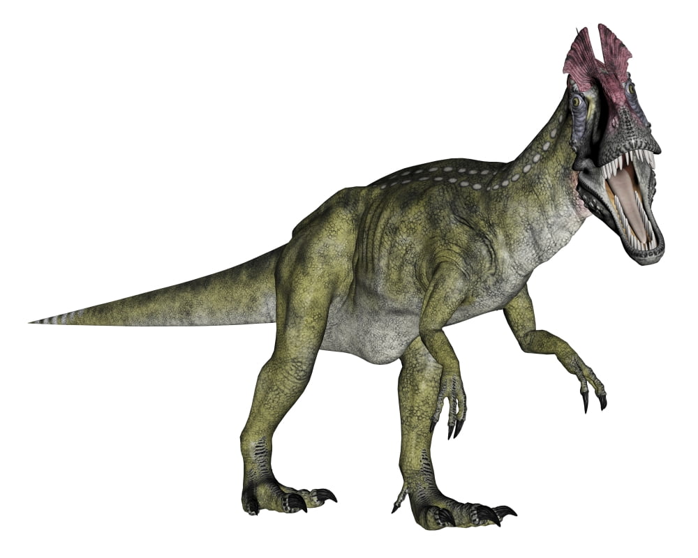 Cryolophosaurus dinosaur Canvas Art - Elena DuvernayStocktrek Images (16 x 13)