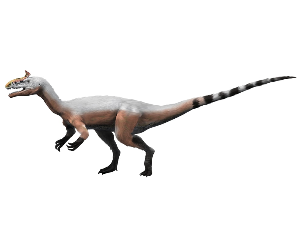 Cryolophosaurus dinosaur Canvas Art - Nobumichi TamuraStocktrek Images (33 x 25)