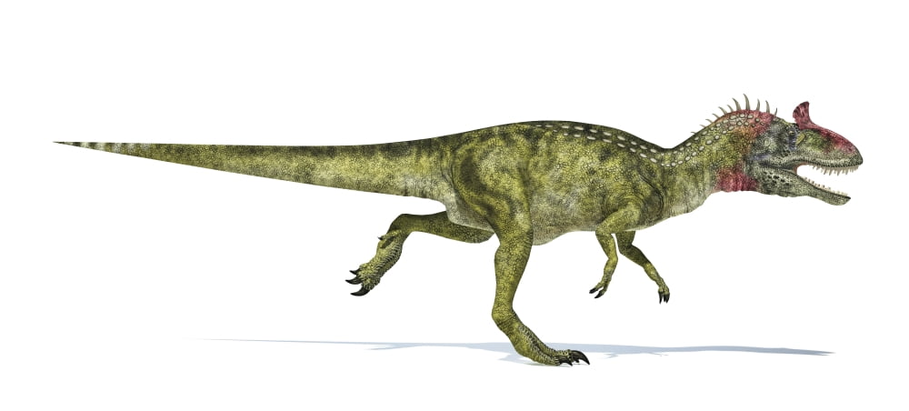 Cryolophosaurus dinosaur on white background Canvas Art - Leonello CalvettiStocktrek Images (21 x 10)