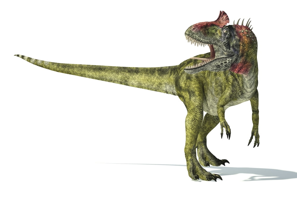 Cryolophosaurus dinosaur on white background Canvas Art - Leonello CalvettiStocktrek Images (34 x 24)
