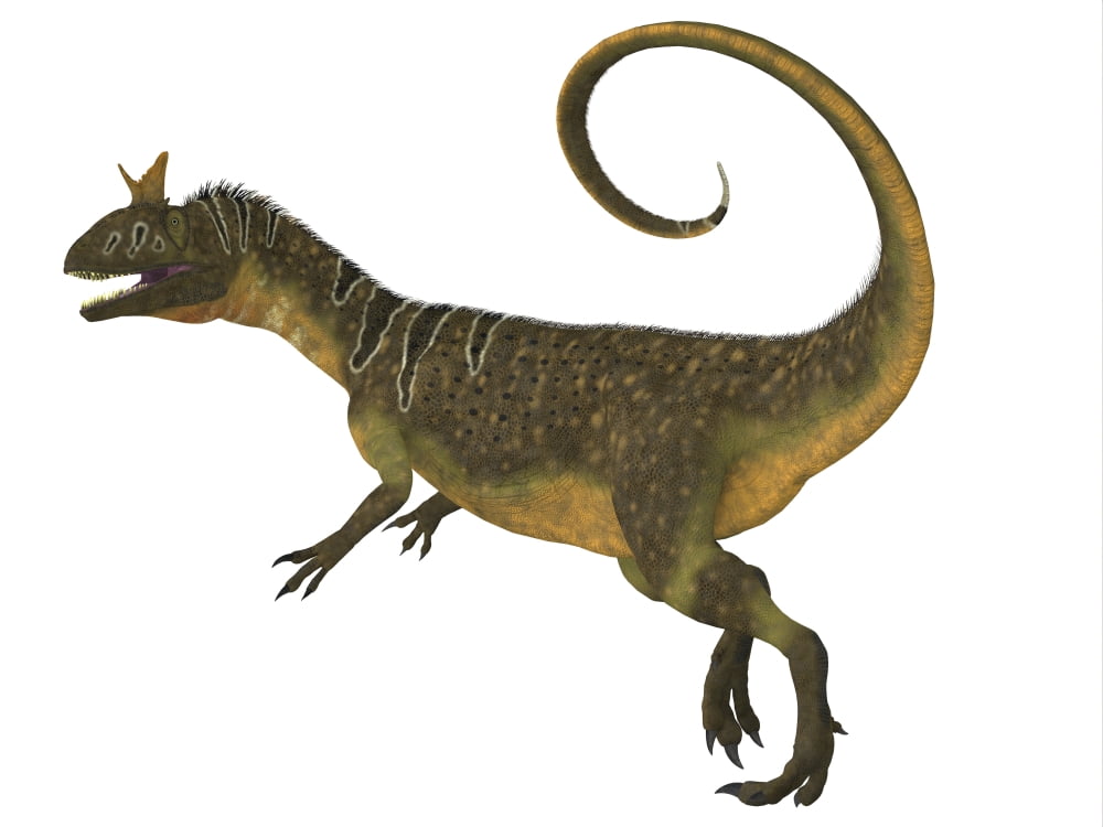Cryolophosaurus dinosaur side view Canvas Art - Corey FordStocktrek Images (16 x 12)