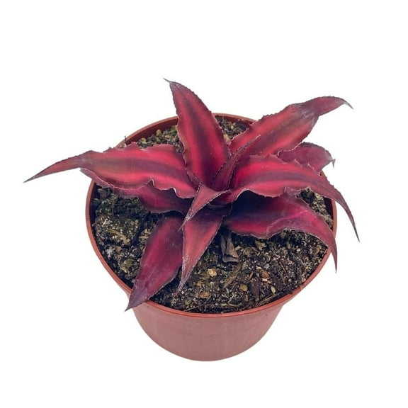 Cryptanthus Bivittatus, 2 inch, Earth Star Bromeliad, Tiny Mini Pixie Plant, Dark Red