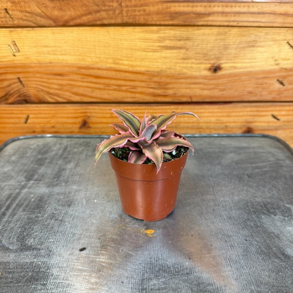 Cryptanthus Pink, 2" Plant, The Plant Farm