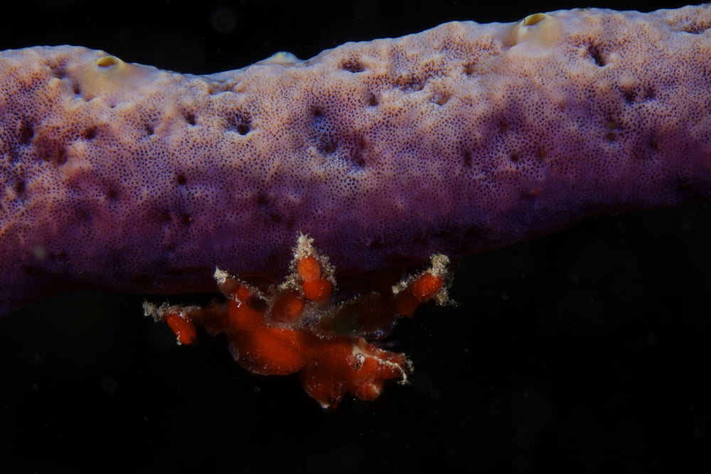 Cryptic Teardrop Crab on purple sponge Canvas Art - Terry MooreStocktrek Images (35 x 23)