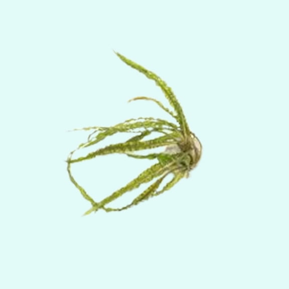 Cryptocoryne Crypt Balansae  Live Aquarium Plant - Perfect at Moderate Temperature - Small