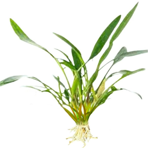 BUY 2 GET 1 FREE Cryptocoryne Crypt Lucens Live Aquarium Plants