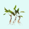 thumbnail image 1 of Cryptocoryne Wendtii Green Bare Root Small Live Aquarium Plants BUY2 GET1 FREE, 1 of 12