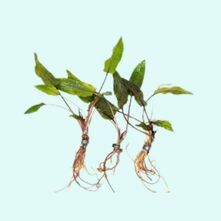 Cryptocoryne Wendtii Green Bare Root Small Live Aquarium Plants BUY2 GET1 FREE