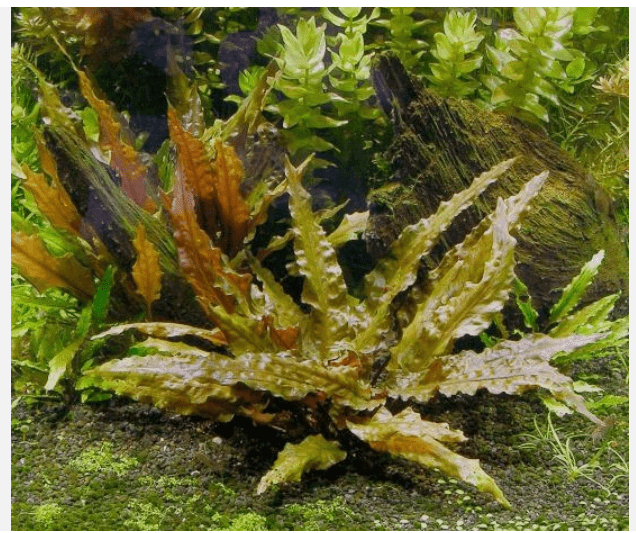 Cryptocoryne Wendtii Red Live Aquarium Plant – Easy Freshwater Fish Tank Plant