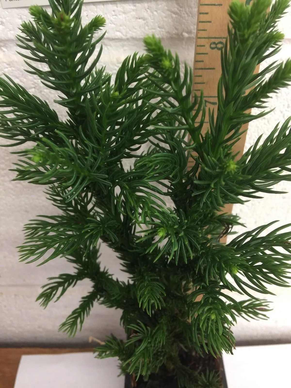 Cryptomeria Japoncia Black Dragon Japanese Cedar 6-10" tall in a quart pot