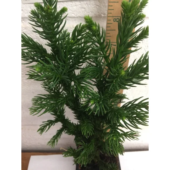 Cryptomeria Japoncia Black Dragon Japanese Cedar 6-10" tall in a quart pot