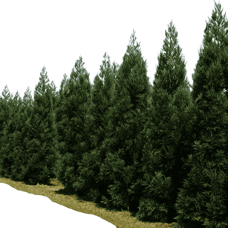 Cryptomeria Radicans Live Tree, 5 Gallon Pot, Evergreen Conifer for Privacy and Landscaping