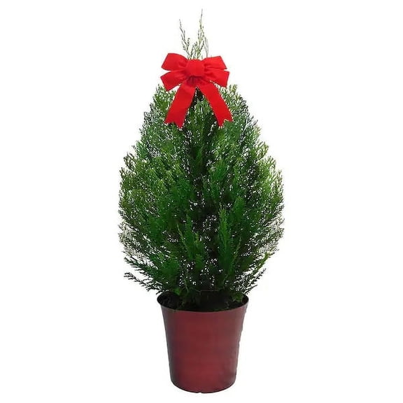 Cryptomeria Yoshino Live Tree 3 Gallon