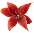 thumbnail image 1 of Crystal Candy Make-a-Tiger-Lily Wafer-Paper Flowers, Orange, 1 of 3