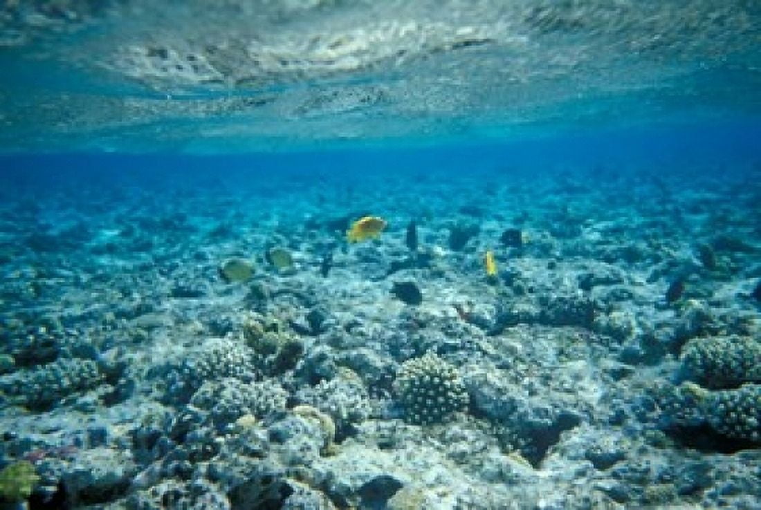 Crystal Clear Waters and Sea Life of the Red Sea Egypt Canvas Art - Michele Molinari DanitaDelimont (18 x 12)