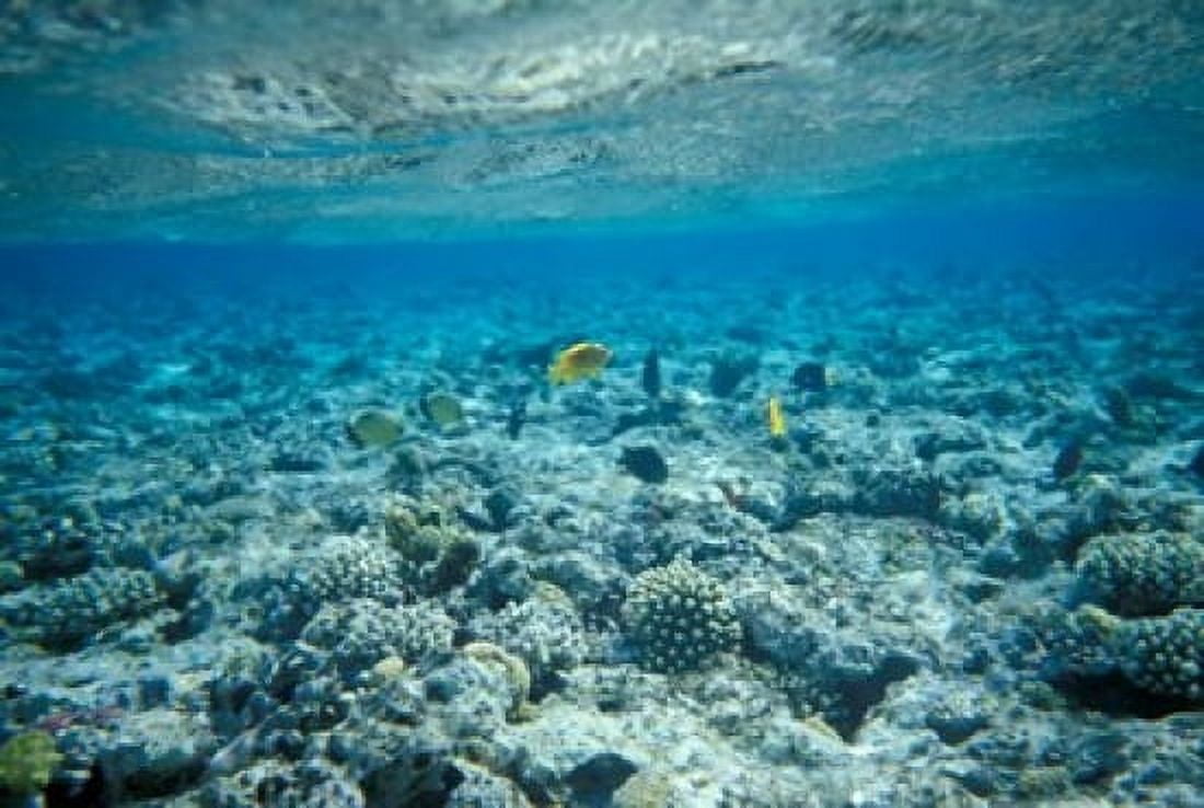 Crystal Clear Waters and Sea Life of the Red Sea Egypt Canvas Art - Michele Molinari DanitaDelimont (36 x 25)