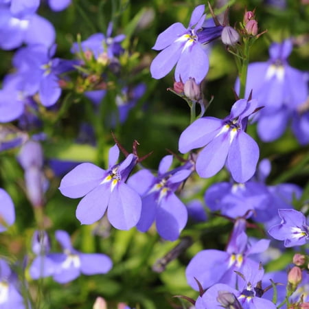 Crystal Palace Lobelia 250 Mg ~5,700 Seeds – Lobelia erinus – 77–84 Days to Maturity – Violet-Blue Blooms – Multi-Seed Pelleted – Annual Flower – Trailing Growth