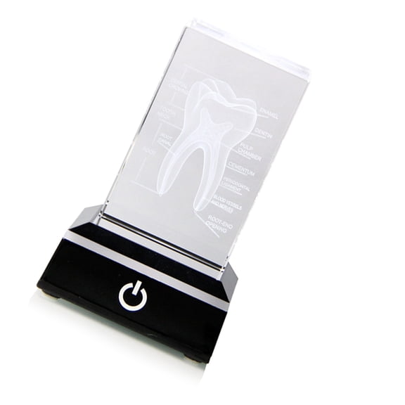 Crystal Teeth Anatomical Model 3D Etched with LED Light Base Glass Paperweight Home Decor