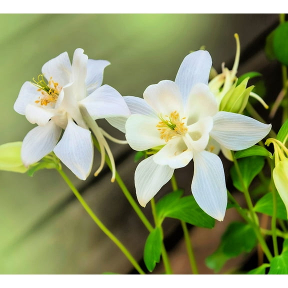 Crystal White Columbine Seeds for Planting - Vibrant White Wildflowers (500 Seeds)