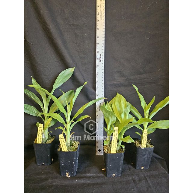 Ctsm. Mem. I.H. Shirley x Ctsm. Penang Near blooming size catasetum